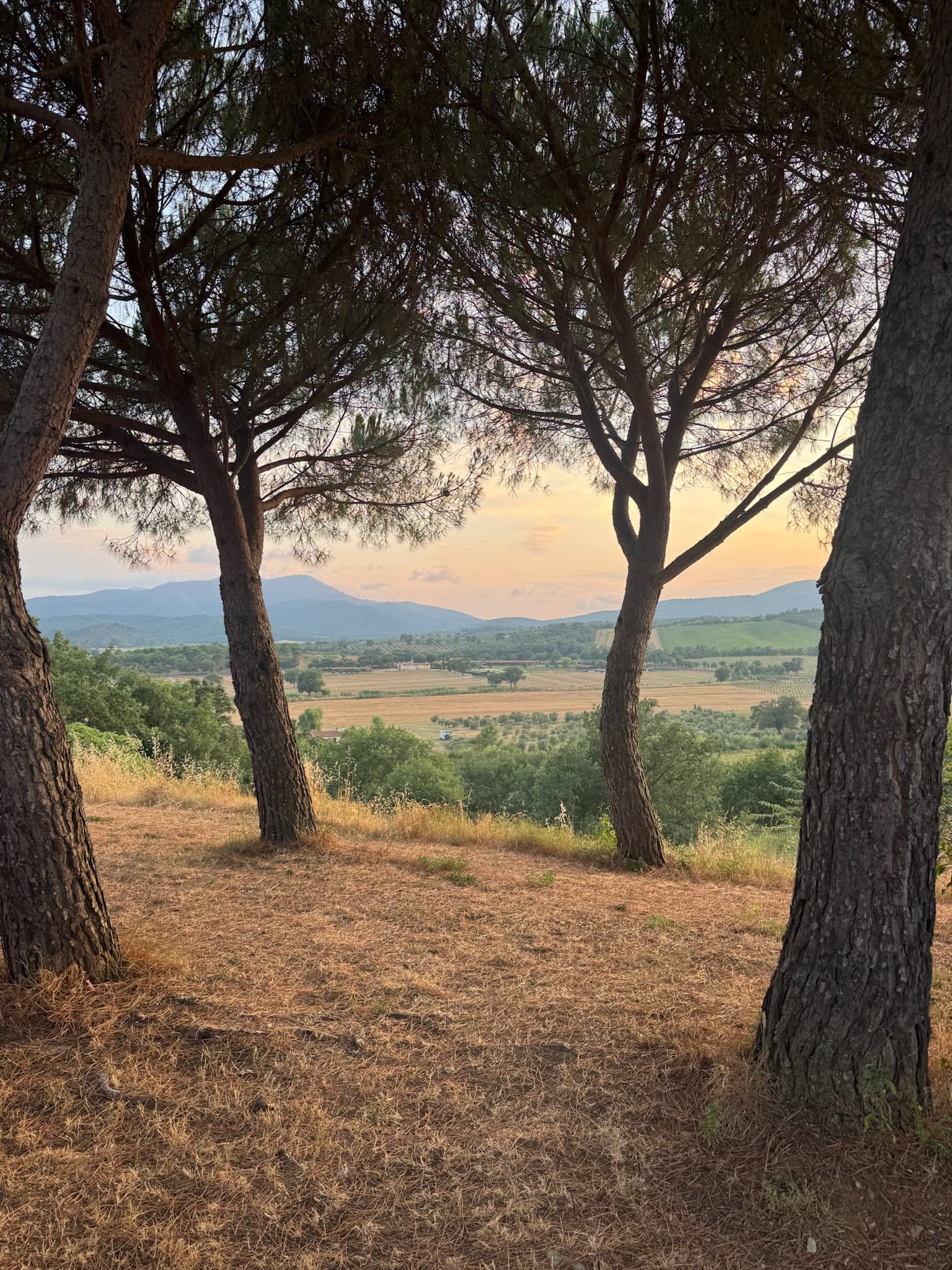 Blick zwischen Pinien über die Hügellandschaft der Maremma